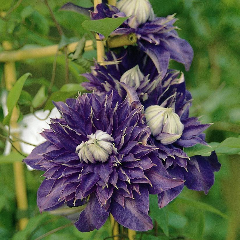 Clematis Multi Blue